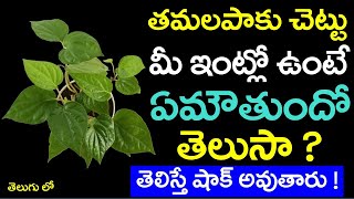 తమలపాకు చెట్టు మీ ఇంట్లో ఉంటే ఏమౌతుందో తెలుసా ? తెలిస్తే షాకవుతారు ! | Tamalapaku at Home