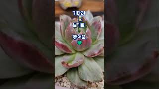 ⚡ 끝난 줄 알았지? 다육이의 강한 생명력! 💪                                           #다육이 #succulent #다육 #베란다에서#식집사