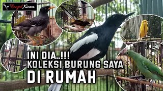 INI DIA !!! KOLEKSI BURUNG KICAU SAYA DI RUMAH - BONJOL KICAU