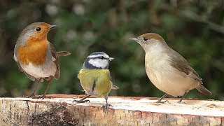 Garden Birds in January : Close Up View - Bullfinch, Blackcap, Robin, Blue Tit