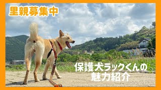 【里親募集中】保護犬ラックくんと家族になりたくなる動画