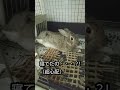 【うさ飼いあるある】うさぎの寝方にビビる飼い主