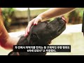 유명 반려견 훈련사 정체 혐의 피소 l