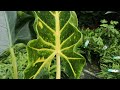 alocasia macrorrhiza new guinea gold 80cm live from the nursery series