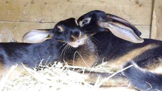 Belgian Hare Brothers