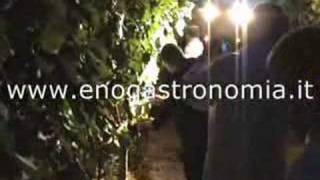 vendemmia chardonnay