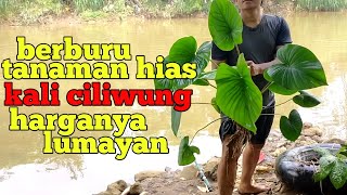 berburu tanaman hias di sungai ciliwung