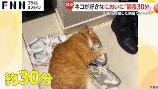 古いスニーカーの臭いを嗅ぎまくる猫「臭い物質がマタタビと似ているので多幸感が」獣医師指摘　千葉（2024/9/5放送）