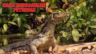 Berburu biawak spot rawa pinggiran empang