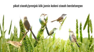 suara pikat burung ciwah/prenjak klik koloni ciwah jamin berdatangan