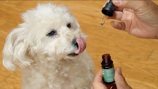 愛犬用の「大麻」が売ってた！あげてみたら効果がすごすぎて草