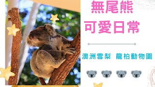 [2023澳洲旅遊] Sydney去哪玩? 零距離餵袋鼠 零距離看 #無尾熊 睡覺 #kangaroo #koala