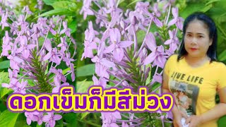 เข็มม่วงพญาอินทร์ ดอกเข็มสีม่วง  (ดอกไม้สีม่วง)