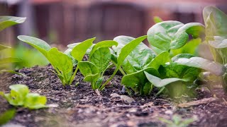 TOP 5 PLANT BASED SOURCES OF CALCIUM ! উদ্ভিদ ভিত্তিক ৫টি ক্যালসিয়াম সমৃদ্ধ খাবার