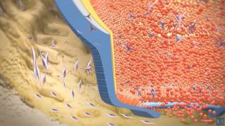 3D modeling : Root tooth development