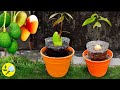 Avocado and Mango: Everything about How to Grow Them at Home