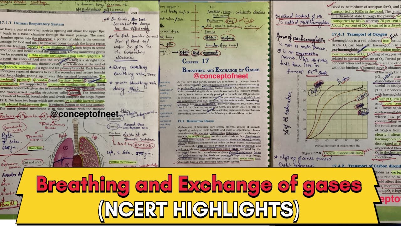 Breathing And Exchange Of Gases (For NEET) **NCERT HIGHLIGHTS** Class ...