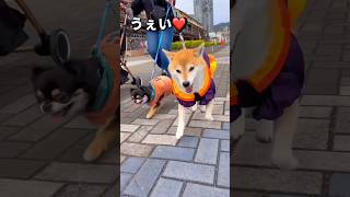 るんるん🐶🎃❤️#柴犬 #チワワ #shorts