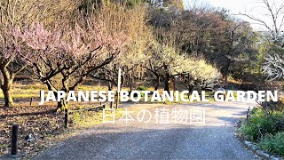 [4K] Japanese Botanical Garden Tour -日本植物園ツアー