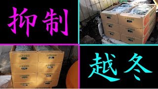 寒さで油代がカサミマス!!本日も頑張りましょう!!／きゅうり農家／きゅうり栽培／愉快なshata農園