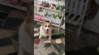 柯基Corgi 狗子能有啥事呢  就是睡睡觉💤干干饭😂 #萌宠 #好狗是人类唯一一种忠诚的伙伴 My Lovely Corgi Videos