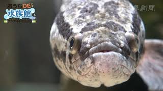 【おうちDE水族館】③極彩蛇頭魚―スネークヘッド編　～アクア・トトぎふより～