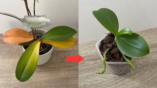 Miraculous for making rotten orchids revive immediately with this way !!