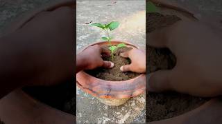 টব,ড্রামের জন্য আদর্শ মাটি তৈরি পদ্ধতি | How to make potting soil.