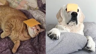 Trying Dog or Cat with Cheese Challenge - Funny Dogs and Cats Reaction to Cheese Challenge