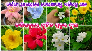 ନର୍ସରୀ ଯାଉଥିଲେ ନେଇଆସନ୍ତୁ ଏହିସବୁ ଗଛ ବର୍ଷା ଋତୁରେ ଫୁଟିବ ପ୍ରଚୁର ଫୁଲ#nurseryplants #rainyseason #2024