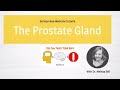 German New Medicine | The Prostate