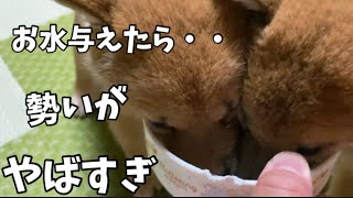 柴犬の子犬にお水を与えたら必死すぎて可愛すぎる！生後47日目。