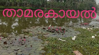 താമര കായൽ