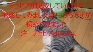 デュビアの脱皮