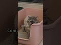 고양이는 왜 벽을 긁나요 집사님들 고양이도 이런가요 고양이 cat cute 고양이일상 페르시안친칠라 ねこ cats catshorts shorts