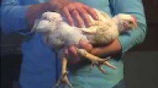 Handling Broilers for Showmanship