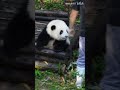 大熊猫和花：咬你一口 panda 熊猫 パンダ