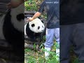 大熊猫和花：咬你一口 panda 熊猫 パンダ