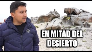 ANIMALES DE PIEDRA en medio del desierto