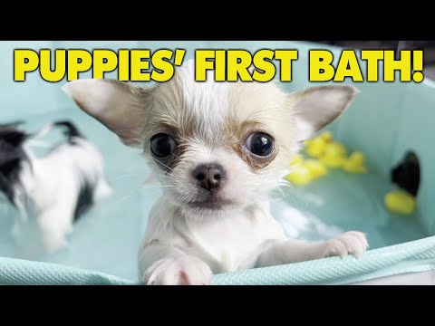 What can I bathe my 7 week old puppy with?