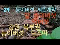 능이버섯. 트즈따 24년강원 북부권. 송이버섯. 도. 먹버섯 도. 대박