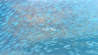 【🇹🇭タイ】にきたら絶対行った方がいい離島🐠シュノーケリング(ENG.SUB) #タイ＃離島#シュノーケリング