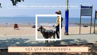 윌리엄이 영흥도 십리포 해수욕장을 방문했어요~Wolfdog William's visiting simnipo beach