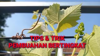 tips dan trik cara mudah pembuahan bertingkat pada pohon anggur @sanggalangitfarm #grape