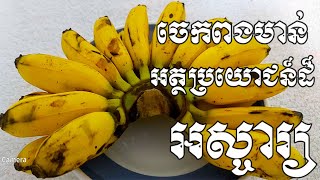 ចេកពងមាន់មានអត្ថប្រយោជន៏ដ៏អស្ចារ្យជាច្រើនទៅដល់សុខភាព - Health Inform