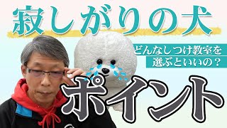 【犬のしつけ】どんなしつけ教室を選ぶのが良いの？【悩み相談ライブ切り抜き】