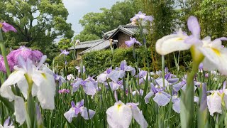 2021/05/25　見頃です！　伊達家の大名庭園　天赦園の菖蒲　〜愛媛県宇和島市〜