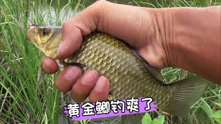 野钓蒲草塘，巴掌大的黄金鲫鱼真不少