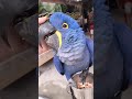 Parrot Talking - Smart And Funny Parrots Video | EP437