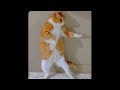 CATS ARE FUNNY😂🤣😭 FUNNY CAT VIDEOS COMPILATION PART 1